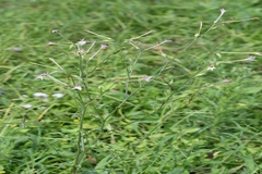 Nicotiana plumbaginifolia